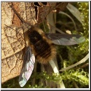 Bombylius major - Wollschweber m09.jpg